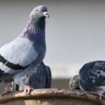 TRADITIONS. Pidjons, pidjonisses èyè pidjonis… Coulons èyè coulonneux dist&rsquo;i l&rsquo;aute.