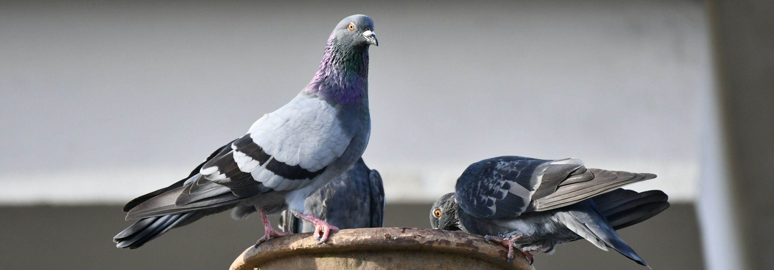 Pidjons, pidjonisses èyè pidjonis… Coulons èyè coulonneux dist’i l’aute.