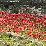 MEMOIRE. A Londres, coquelicot, bleuet et pâquerette