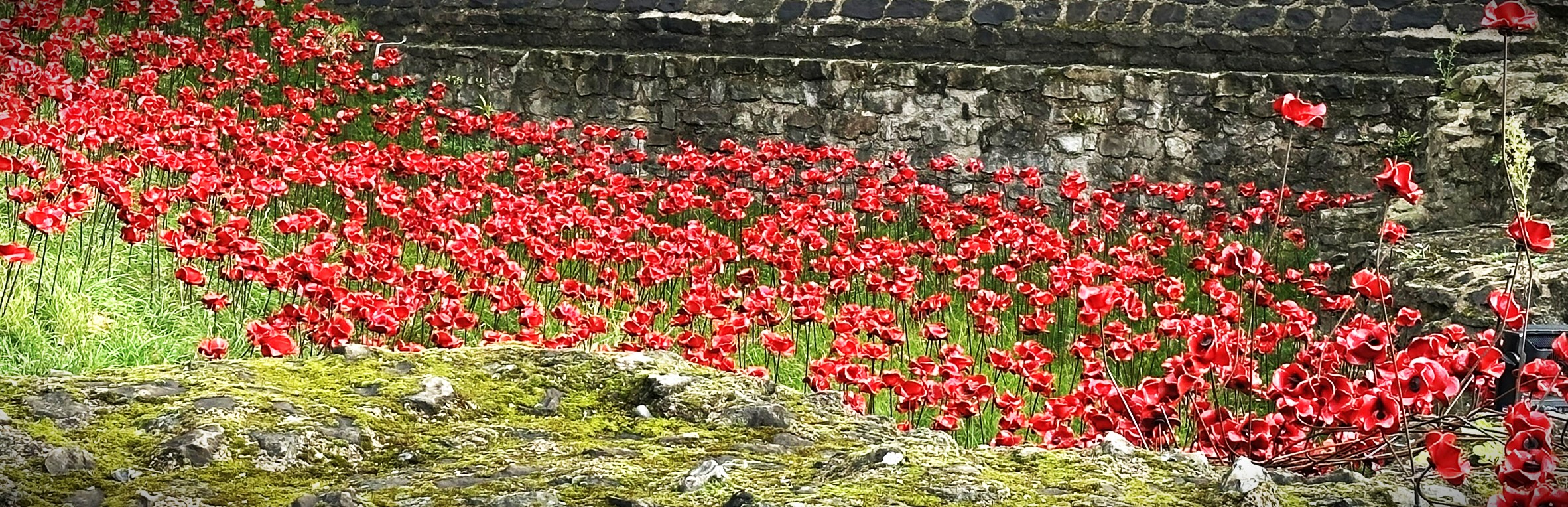 Coquelicot, bleuet et pâquerette